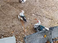 Geese — புகைப்படம் 1