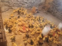 Ducks — foto 1