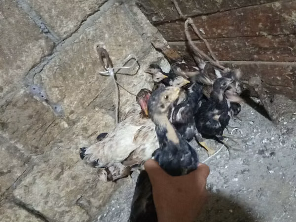 Chickens