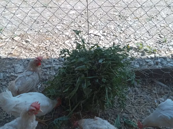 Chickens