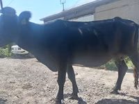 Vaca, Ganado vacuno — foto 2