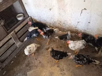 Chickens — புகைப்படம் 7