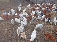Chickens — 照片 4