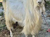 Dişi keçi, Irish goat — foto 1