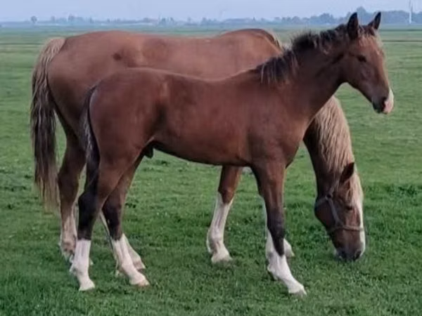 Jument, Dutch warmblood horse