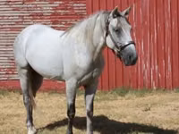 Cavalo, Tennessee Walking Horse — foto 5