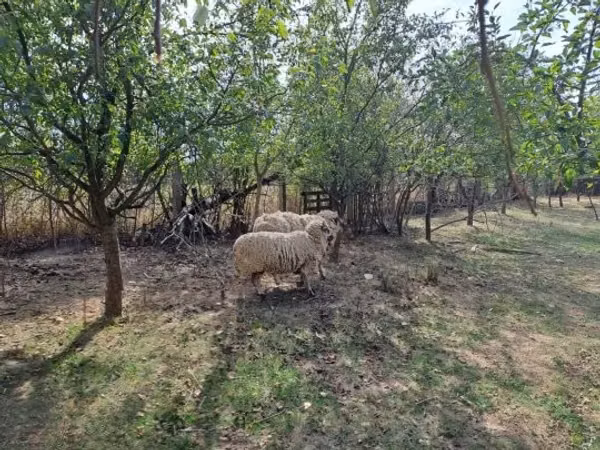 Bélier, Tsigai sheep