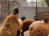 Qo‘ylar (partiya, jinsi ko‘rsatilmagan), Blackheaded Persian sheep — 3-rasm