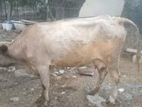 Vaca, Simmental cattle — foto 2