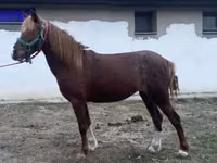 母马, Welsh Cob — 照片 2