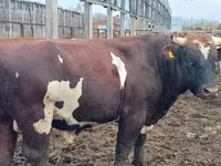 公牛, Simmental cattle — 照片 1