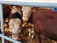 İribuynuzlu mal-qara (partiya, cinsi göstərilməyib), Simmental cattle — foto 1