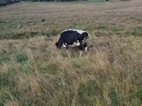 Krowa, Russian Black pied cattle — zdjęcie 2