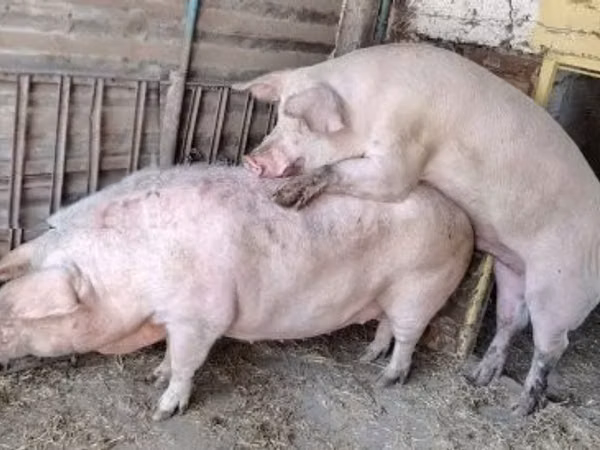 Eber, Schweine