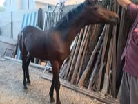 حصان, French Trotter — الصورة 6
