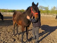 Айғыр, Nonius horse — 3-сурет