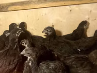 Australian Pit Game fowl — Foto 3