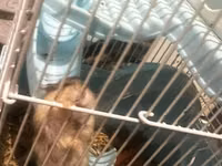 7 ədəd hamster və qəfəs dəsti - Növ: xırda ev heyvanı (hamster) - — photo 4