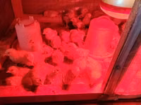 Chickens — 1-rasm
