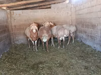 Widder, Arashan sheep — Foto 1
