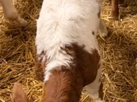 Vache, Bovins — photo 2