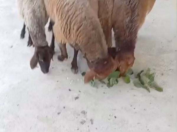 Oveja, Ovejas
