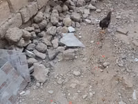 Chickens — foto 6