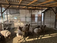 Schaf, Rhon sheep — Foto 2