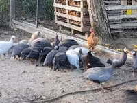 Guinea fowl — zdjęcie 4