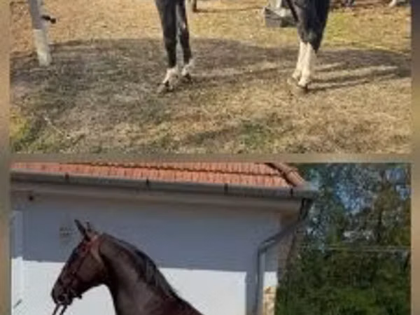 Kůň, Dutch warmblood horse