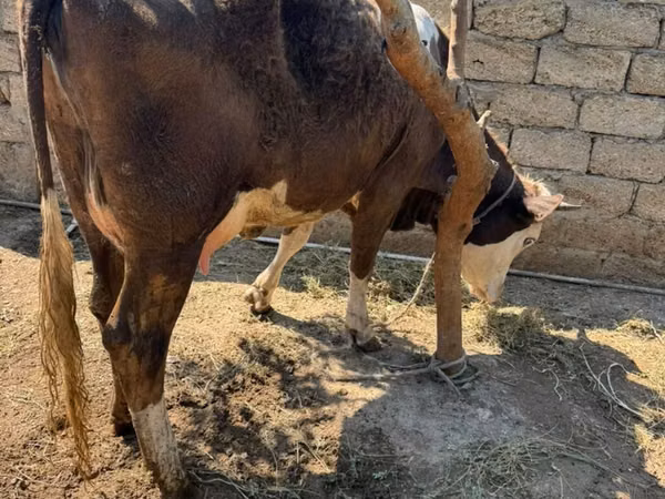 Vaca, Ganado vacuno