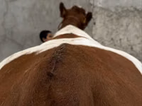 Kuh, Simmental cattle — Foto 3