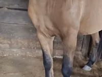 حصان, Mugalzhar horse — الصورة 2
