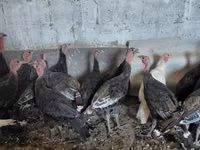 Turkeys — Foto 4