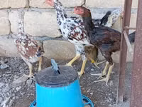 Chickens — الصورة 5