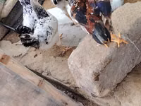 Toyuq/xoruz üçün açıq hava qəfəsi və kiçik toyuq daxması - Material — Foto 4
