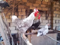 Chickens — foto 1