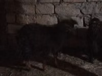 Kozel, Kozy — foto 5