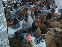 أدلر سيلفر — الصورة 1