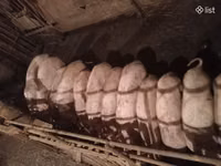 Säue, Schweine — Foto 1