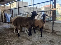 Qoʻy, Blackheaded Persian sheep — 2-rasm