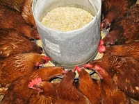 Chickens — 写真 1
