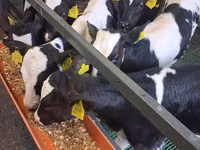 ხარი, Russian Black pied cattle — ფოტო 3