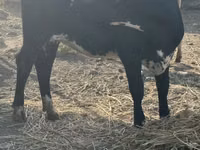 İnək, Swiss cattle — foto 7