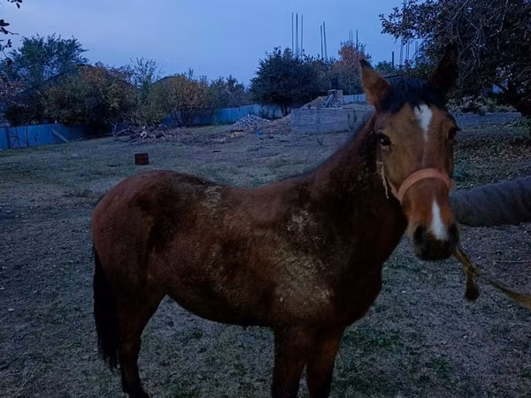 Aygʻir, Tiger horse