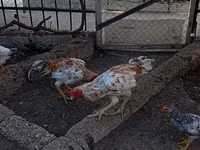 Chickens — 写真 4