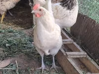Chickens — Foto 2