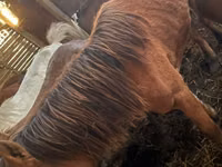 Madyan, Kustanai horse — foto 1