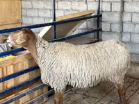 Owca, Owce — zdjęcie 6