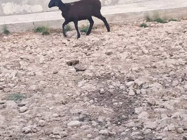 Oveja, Ovejas